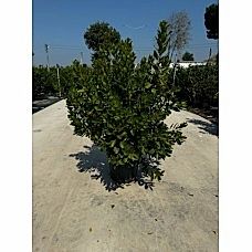 Arbutus Unedo ,Kocayemiş
