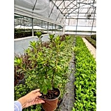 Azalea Japonica (Açelya)
