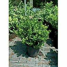 Azalea Japonica (Açelya)
