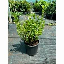 Azalea Japonica (Açelya)
