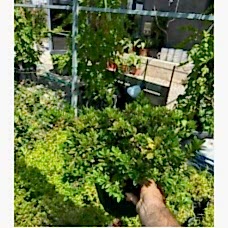 Azalea Japonica (Açelya)
