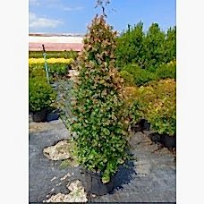 Abelia Grandiflora - Güzellik Çalısı
