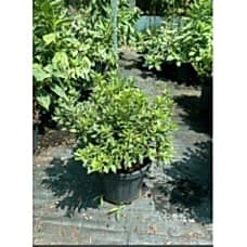 Azalea Japonica Varieagata(Açelya)
