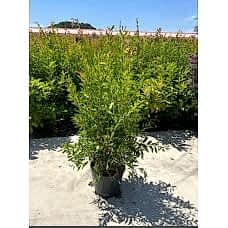 Callistemon Leavis(Fırça Çalısı)
