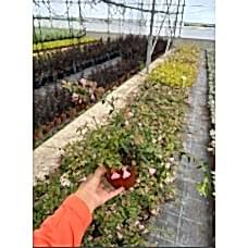 Abelia Grandiflora Edward Goucher
