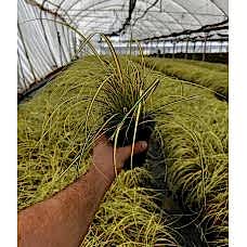 Carex Oshimensis Evergold
