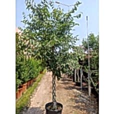 Celtis Australis,Çitlembik
