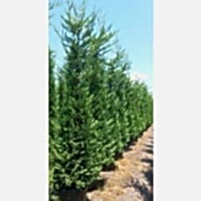 Cupressocyparis Leylandii&nbsp;
