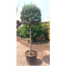 Cupressus Arizonica(Mavi Servi)
