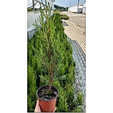 Cupressus Sempervirens Stricta
