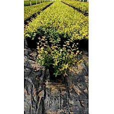 Abelia Grandiflora Kaleidoscope
