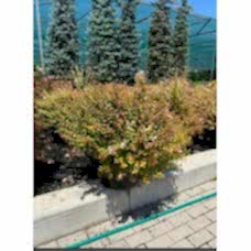 Abelia Grandiflora Kaleidescope&nbsp;
