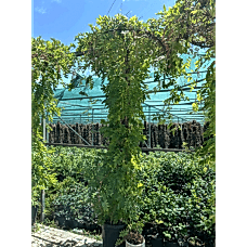 Wisteria Sinensis Umbrella - Mor Salkım
