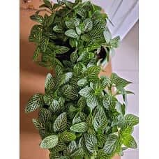 YEŞİL YAPRAKLI FİTTONİA
