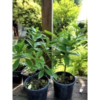 KAFKAS GÜLÜ(DAPHNE)
