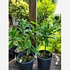 KAFKAS GÜLÜ(DAPHNE)
