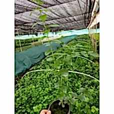 BLUE BERRY(YABAN MERSİNİ)CHANDLER
