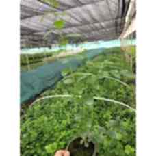 BLUE BERRY(YABAN MERSİNİ)BLUE GOLD
