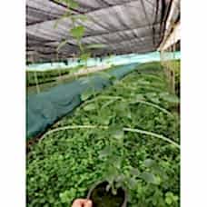 BLUE BERRY(YABAN MERSİNİ)DARROW
