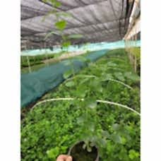 BLUE BERRY(YABAN MERSİNİ)JUBİLE
