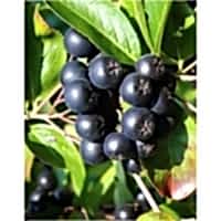 Aronya Fidanı 2 yaş