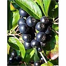 Aronya Fidanı 2 yaş