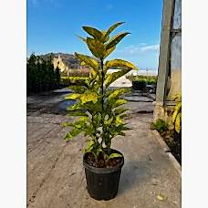 Aucuba japonica crotonifolia (lekeli Japon Defnesi)