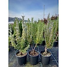 Rosmarin officinalis (Biberiye)