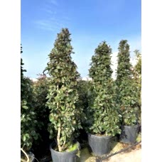 Photina fraseri red robin
