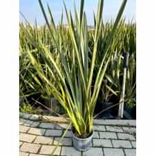 Phormium tenax
