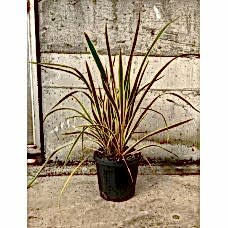 phormium tenax variagate
