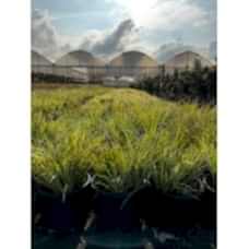 Carex evergold
