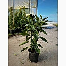 Acuba japonica (Japon Defnesi)